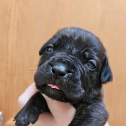 Red Collar Female - Chestnut brindle female Cane Corso puppy in Lewistown, Montana from Corsi Amore Kennels