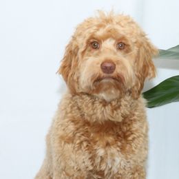 Zelda - Australian Labradoodle