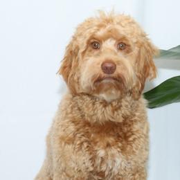 Zelda - Australian Labradoodle