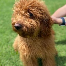 Lucy - Goldendoodle