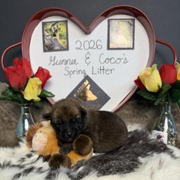 Girl 1 - Fawn sable female Belgian Malinois puppy in Cascade, Iowa from Platinum K9S