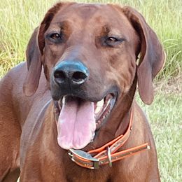 Halo - Rhodesian Ridgeback