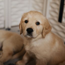 Golden Retriever Puppies from Rosemary Goldens