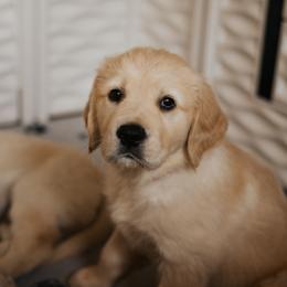 Golden Retriever Puppies from Rosemary Goldens