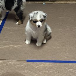 Blue boy 2 - Blue merle male Australian Shepherd puppy in Lancaster, California from Leyline Australian Shepherds