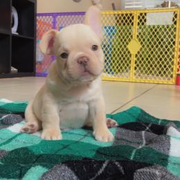 French Bulldog Puppies from MaFrenchiesBadandBoujee