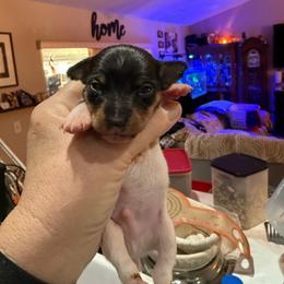 Riley Pup 2 - White black and tan male Toy Fox Terrier puppy in Clermont, Florida from Debbie Hiles's Toy Fox Terriers