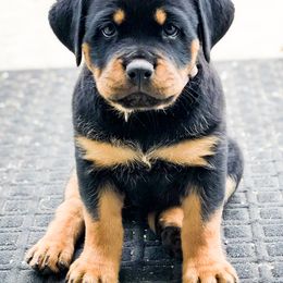 Rottweiler Puppies from Happy Rottweilers
