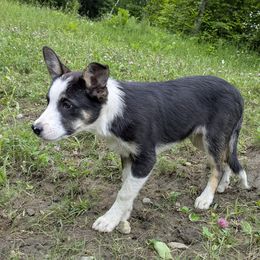James (working collie) - Black and white male Border Collie puppy in Strafford, Vermont from Thundering Paws Farm