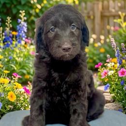 Angelica - Chocolate female Goldendoodle puppy in Tybee Island, Georgia from Castaway Doodles