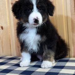 Rocky - White and black male Bordoodle puppy in West Valley City, Utah from Tucker Bordoodles