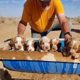 Brittany Puppies from K Nine Birddog Brittanys