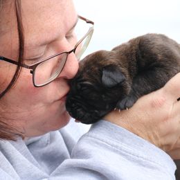 Cane Corso Puppies from PhogHaven Cane Corso