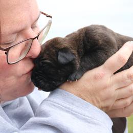 Cane Corso Puppies from PhogHaven Cane Corso
