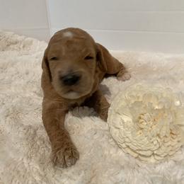 Goldendoodle Puppies from Dhalia’s Doodles