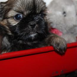 Girl 3 - Red and white female Shih Tzu puppy in Craig, Colorado from Rocky Mountain Shih Tzus and Dry Creek Miniature Dachshunds