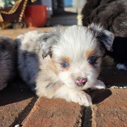 Blue merle 1 - Blue merle male Miniature Australian Shepherd puppy in Russellville, Alabama from Star B Cattle and Aussies