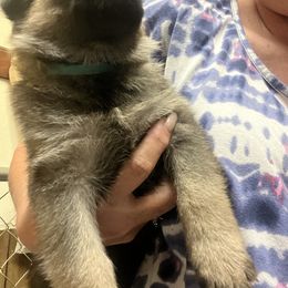 German Shepherd Puppies from Shenango Valley Shepherds
