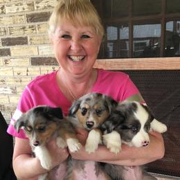 Miniature Australian Shepherd Puppies from Rowdy Ranch Tx