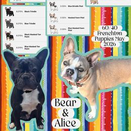 Boston Terrier puppies from Wentzel Family Frenchtons