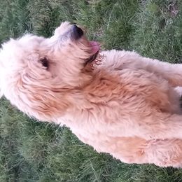 Sunshine - Goldendoodle