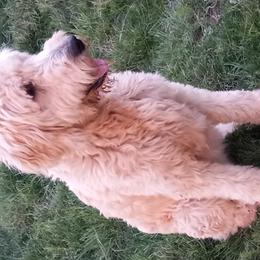 Sunshine - Goldendoodle