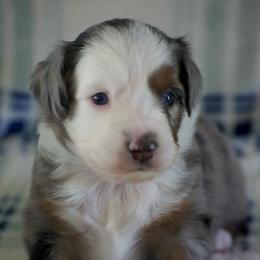 Lily - Blue merle female Miniature American Shepherd puppy in Chocowinity, North Carolina from Foxtail Hollow
