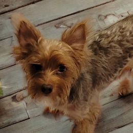 Harmony - Yorkshire Terrier