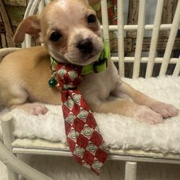 REMY - Merle male Chihuahua puppy in Polo, Missouri from Blue Tails Farm