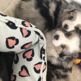 Miniature Australian Shepherd, Shih Tzu, and Toy Australian Shepherd Puppies from River Springs Aussies