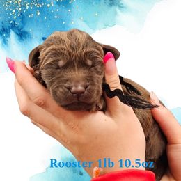 Rooster - Chocolate male Dilute Retriever puppy in Sidney, Nebraska from Nebraska Strong Labradors