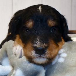 Brown Collar Boy - Tri-color male Bernedoodle puppy in Ogden, Utah from Salty Point Doodles