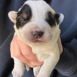 Boy 1 - Blue male Australian Cattle Dog puppy in Irvington, Kentucky from Dry Valley’s Australian Cattle Dogs