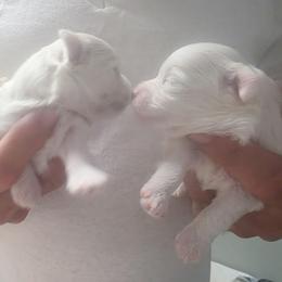 Watson - White male Maltese puppy in Belleville, Michigan from Michigan Maltese Puppies