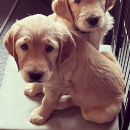 Bearded Retriever, Goldendoodle, and Labradoodle Puppies from Traverse City Doodles