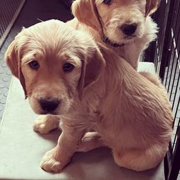 Bearded Retriever, Goldendoodle, and Labradoodle Puppies from Traverse City Doodles