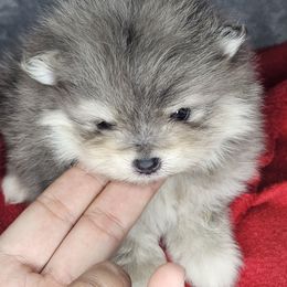 Luke - Blue merle male Pomeranian puppy in Laredo, Texas from SASH Poms