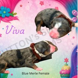 Viva - Blue merle female Miniature Australian Shepherd puppy in Oronogo, Missouri from Dutton's Show Me Farms