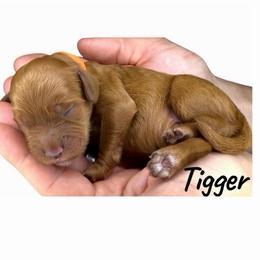 Tigger - Red male Australian Labradoodle puppy in Upland, California from Kings Labradoodles