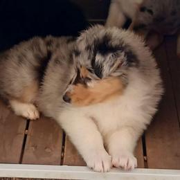 Keiko (Blue Girl 5) - Blue merle white and tan female Collie puppy in Nunn, Colorado from Kingsgift Collies