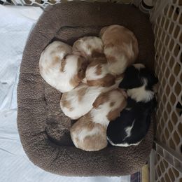Cavalier King Charles Spaniel Puppies from KC's Kingdom Cavaliers