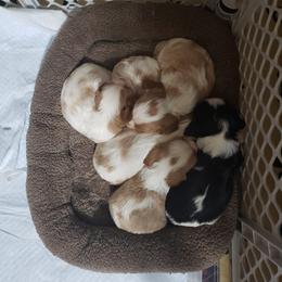 Cavalier King Charles Spaniel Puppies from KC's Kingdom Cavaliers