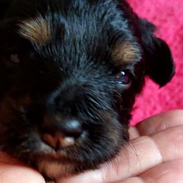 Girl 1 - Black phantom Aussiedoodle puppy in Waterloo, Illinois from Crazy 8 Toy/ Mini Aussies & Doodles
