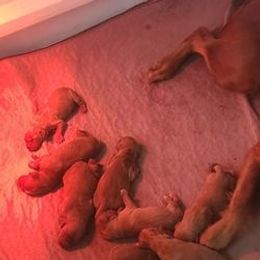 Golden Retrievers from Bewitched Goldens