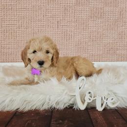 Lady - Cream female Goldendoodle puppy in Guthrie, Oklahoma from Edmond Doodles, LLC