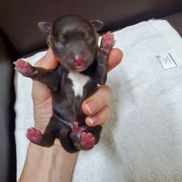Hagrid - Liver male Miniature Schnauzer puppy in Sandy, Utah from Phantom Mage Schnauzers