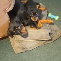Rottweiler Puppies from Gregory Mulkeys Rottweilers