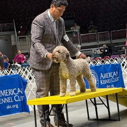 Sparkles - Lagotto Romagnolo