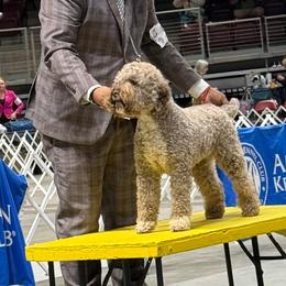 Sparkles - Lagotto Romagnolo