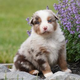 Chestnut - Red merle male Australian Shepherd puppy in Glenville, Pennsylvania from Rolling Hills Australian Shepherds
